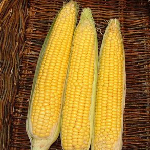 Majs fr�. Gucio. Zea mays. F1. Ca. 50 Fr�