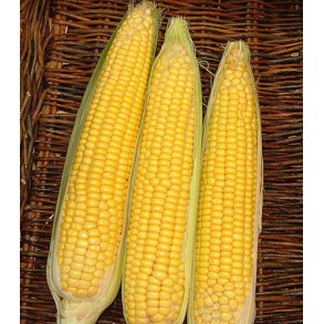 Majs. Gucio. Zea mays. F1. Fr