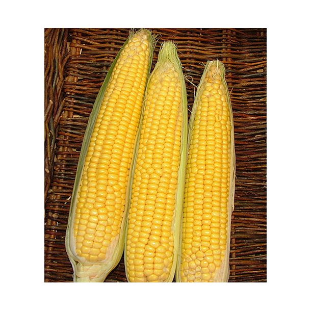 Majs. Gucio. Zea mays. F1. Fr