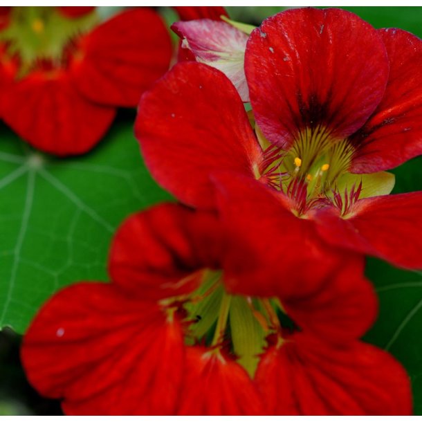Blomsterkarse. Empress of India. Tropaeolum nanum. Fr.