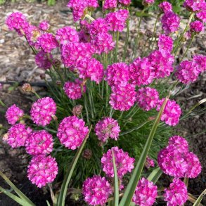 Engelsk gr�s fr�. Armeria maritima splendens. Ca. 80 Fr�