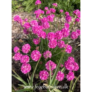 Engelsk grs. Armeria maritima splendens. Fr
