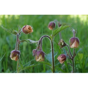 Engnellikerod. Geum rivale. Fr