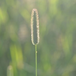 Gr�sser. Engrottehale. Phleum pratense. Ca. 18000 Fr�