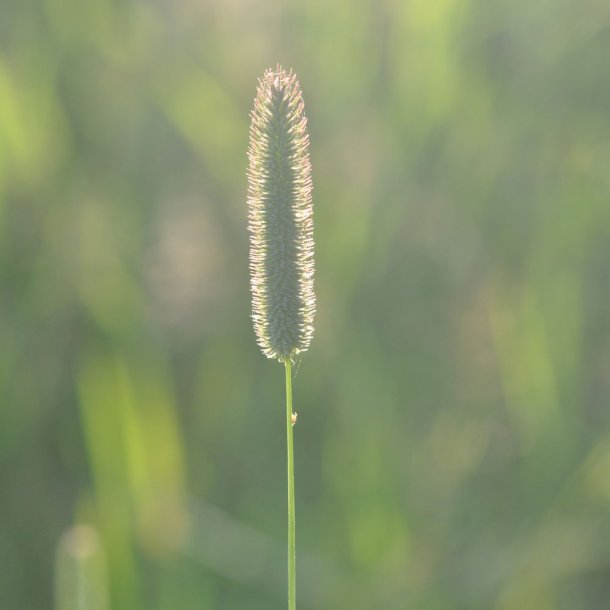Gr�sser. Engrottehale. Phleum pratense. Ca. 18000 Fr�