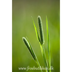 Grsser. Engrottehale. Phleum pratense. Fr