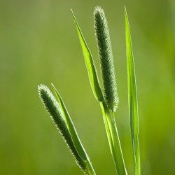 Gr�sser. Engrottehale. Phleum pratense. Ca. 18000 Fr�