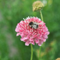 Enkeblomster fr�. Salmon Rose. Scabiosa atropurpurea. Ca. 130 Fr�.