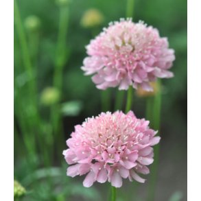 Enkeblomster. Salmon Rose. Scabiosa atropurpurea. Fr.