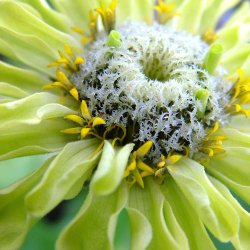 Fr�kenhat fr�. Envy.  Zinnia elegans. XL pose. Ca. 3700 Fr�.
