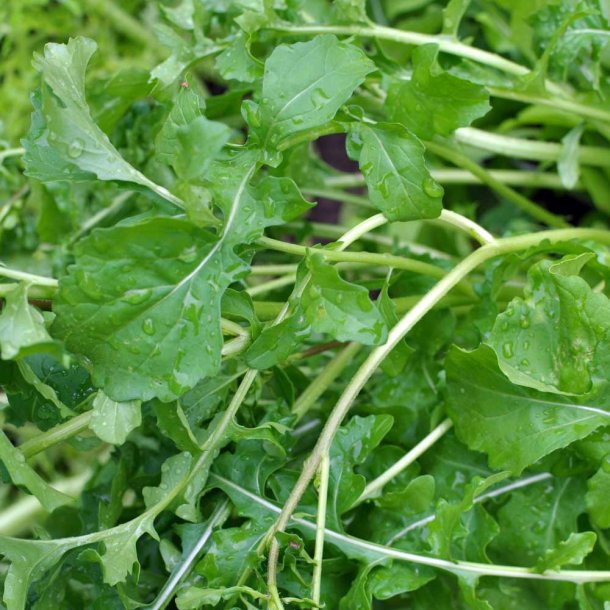 Rucola fr�. Eruca sativa. Ca. 1440 �kologiske fr�.