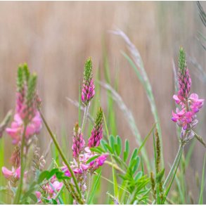 Esparsette. Onobrychis viciifolia. Fr.