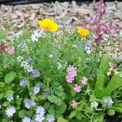 Blomsterblanding fr�. De sm� vilde. Fr�