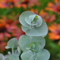 Eucalyptus pulverulenta fr�. Baby Blue. Ca. 15 fr�