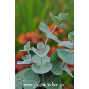 Eucalyptus pulverulenta. Baby Blue. Fr