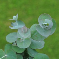 Eucalyptus pulverulenta fr�. Baby Blue. Ca. 15 fr�