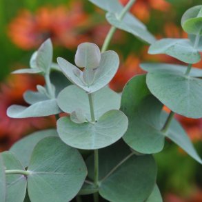 Eucalyptus pulverulenta fr�. Baby Blue. Ca. 15 fr�