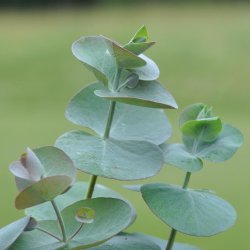 Eucalyptus pulverulenta fr�. Baby Blue. Ca. 15 fr�