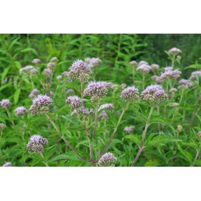 Hamphjortetrst. Eupatorium cannabinum. Fr