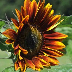 Solsikke fr�. Evening sun. Helianthus annuus. XL pose. Ca. 1450 Fr�.