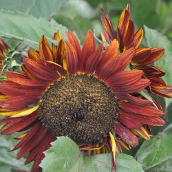 Solsikke fr�. Evening sun. Helianthus annuus. XL pose. Ca. 1450 Fr�.