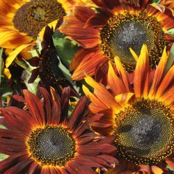 Solsikke fr� Evening sun.  Helianthus annuus. Ca. 100 Fr�