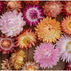 Kmpeevighedsblomster. Summer mixed. Helichrysum bracteatum. Fr