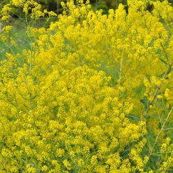 Farvevajd fr�. Isatis tinctoria. Ca. 55 Fr�
