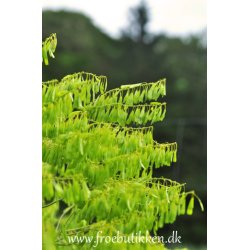 Farvevajd. Isatis tinctoria. Fr