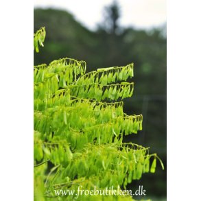 Farvevajd. Isatis tinctoria. Fr