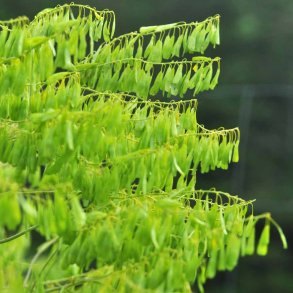 Farvevajd fr�. Isatis tinctoria. Ca. 55 Fr�