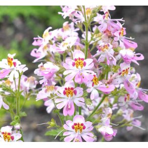 Fattigmandsorkide. Schizanthus x wisetonensis. Angel wings. Mix. Fr