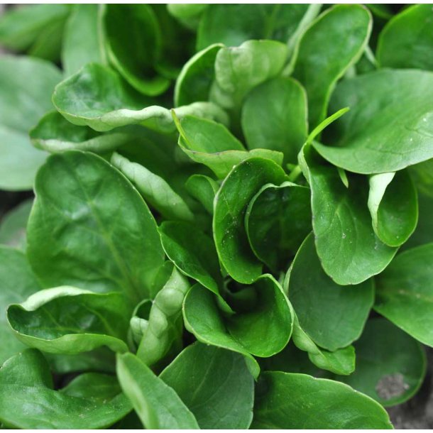 Feldsalat. Volhart. Vallerianella locusta. Fr