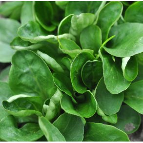 Feldsalat. Volhart. Vallerianella locusta. Fr