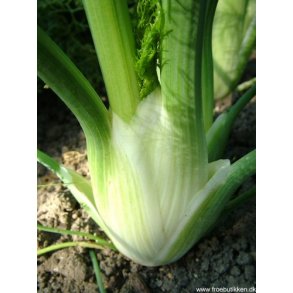 Fennikel.  Foeniculum vulgare. Fr