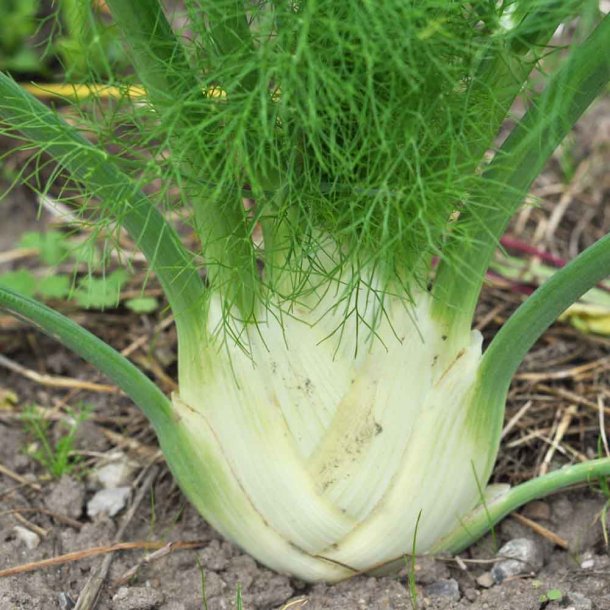 Fennikel fr�. Doux de Florence. Foeniculum vulgare. Ca. 200 �kologiske fr�.