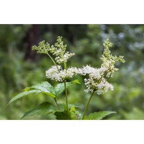 Mjdurt. Fillipendula ulmaria. Fr