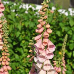 Fingerb�l fr�. Apricot. Digitalis purpurea. Ca. 5000 Fr�