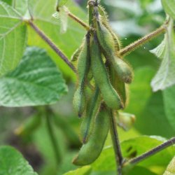 B�nner fr�. Sojab�nner.  Fiskeby V. Buskb�nner. Glycine hispida. Ca. 85 Fr�.