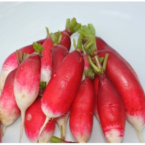 Radiser. Flamboyant 2. Raphanus sativus. Fr