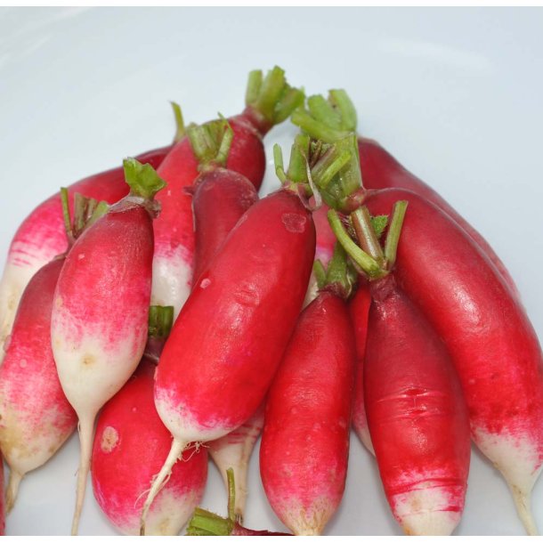 Radiser. Flamboyant 2. Raphanus sativus. Fr