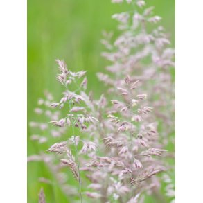 Grsser. Fljlsgrs. Holcus lanatus. Fr