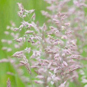 Gr�sser fr�. Fl�jlsgr�s. Holcus lanatus. Ca. 5800 Fr�