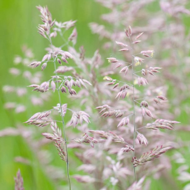 Gr�sser fr�. Fl�jlsgr�s. Holcus lanatus. Ca. 5800 Fr�