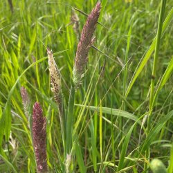 Gr�sser fr�. Fl�jlsgr�s. Holcus lanatus. Ca. 5800 Fr�