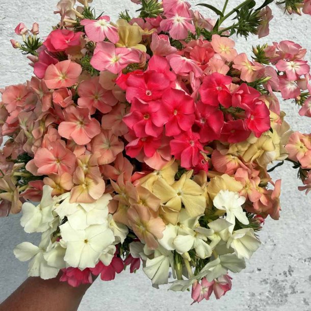 Floks fr�. Beauty Coral Reef. Ca. 220 Fr�
