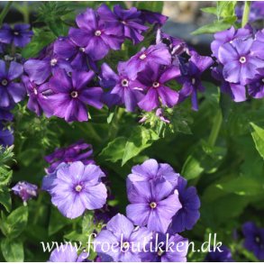 Floks. Blue beauty.  Phlox drummondii nana. Fr.
