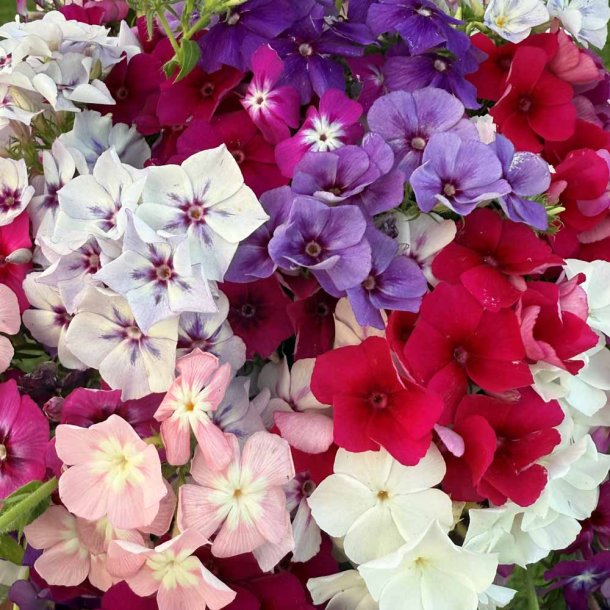 Floks fr�. Cecily mixed. Phlox drummondii nana. Ca. 260 fr�