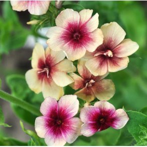 Floks. Cherry caramel. Phlox drummondii. Fr