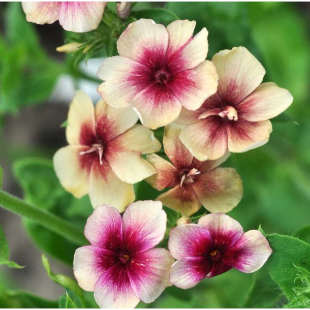 Floks fr. Cherry caramel. Phlox drummondii. Ca. 200 Fr